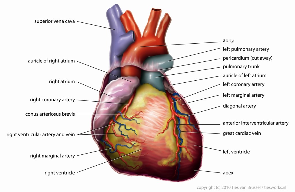 4) Women’s hearts beat faster than men’s.The main reason for this is simply that on average women tend to be smaller than men and have less mass to pump blood to. But women’s & men’s hearts can actually act quite differently.