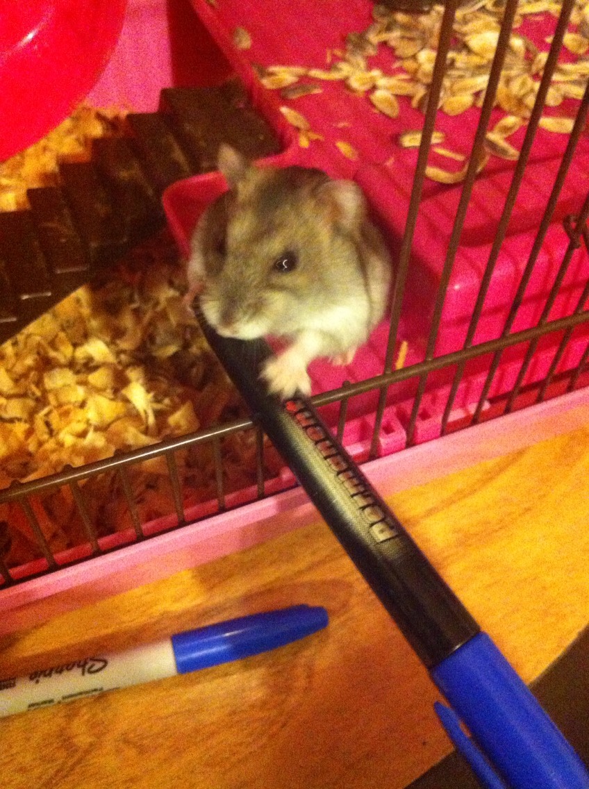 Make sure to give your hammy toys to chew on. Don't do what I did and give her the end of a permanent marker. Lol 😜