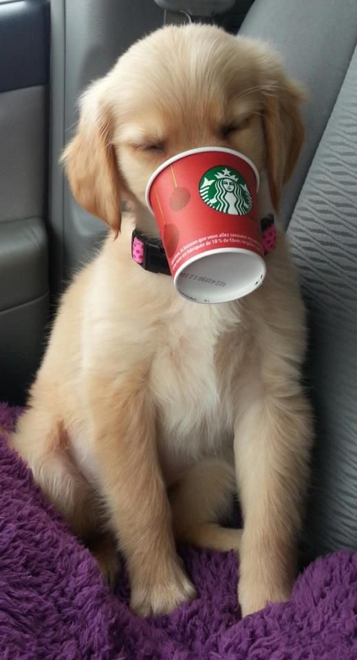 10) There’s another size!  Order the “short” – even smaller than the “tall!”  The “short” cappuccino has the same amount of espresso as the as its “tall” version, but for less!

11) Treat your Pup:  Order a puppy latte or pupuccino, and your dog will get a sample cup full of whipped cream!