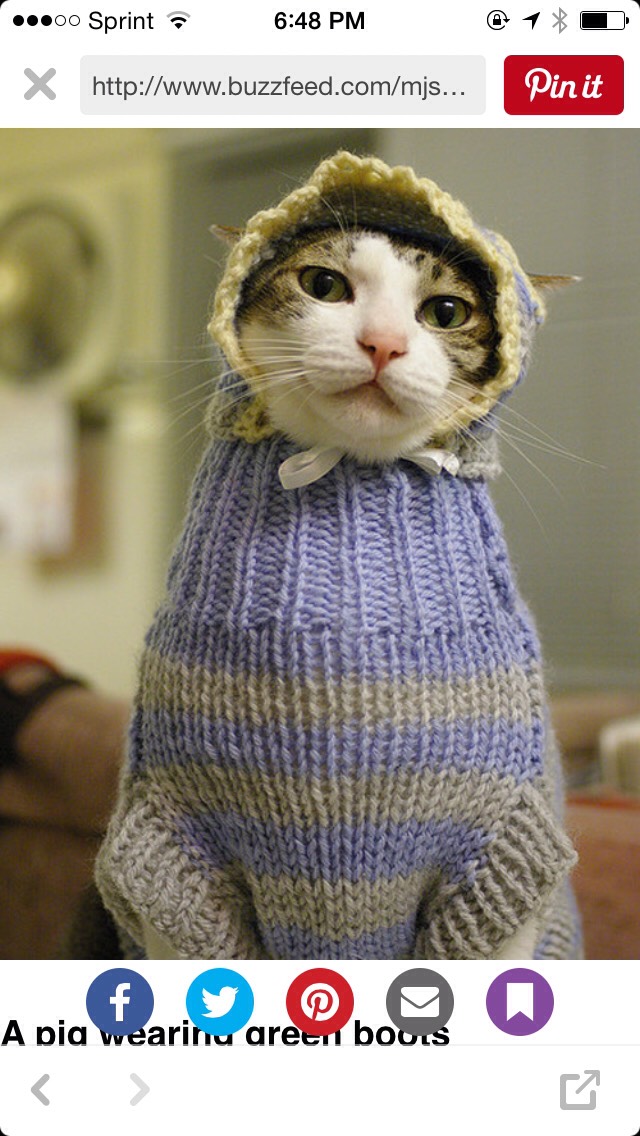 Funny Cat Pictures Part 2