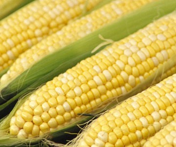 To de-kernel a cob of corn without your teeth:
Use a bundt pan to slice corn kernels off the cob. Place the pointy end of the cob on the center hole of the pan (with the open part of the pan facing up) and gently slice downward. The pan acts double duty as both a stand and a kernel collector.
