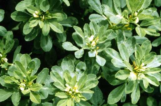 4. Fenugreek is an effective solution to how to treat acne scars. You can make a paste out of fenugreek leaves and use it as a face mask. You can also boil Fenugreek seeds in water and use the solution on acne scars after it cools down.