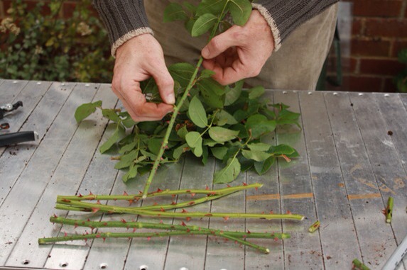 Clear of leaves so you left with the stems. No need to remove the thorns. 