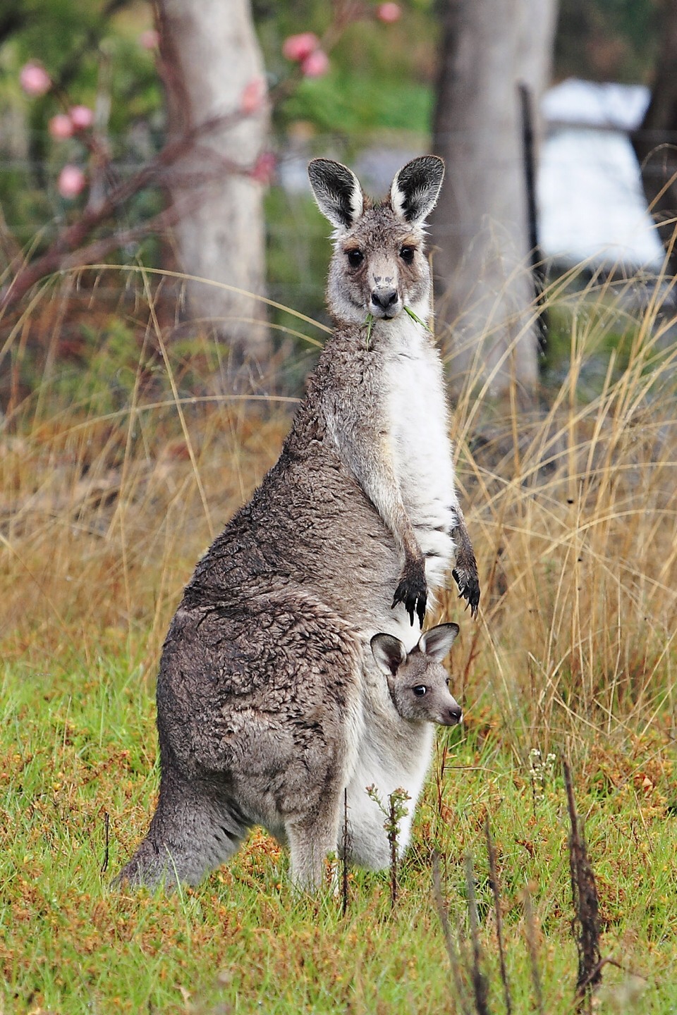 A newborn kangaroo is small enough to fit inside of a teaspoon