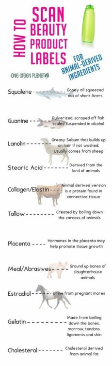 Animal Based Ingredients In Beauty Products!