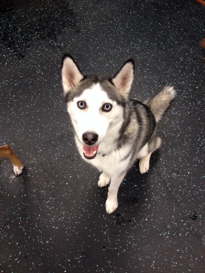 Check Out These "full Of Attitude" Dogs