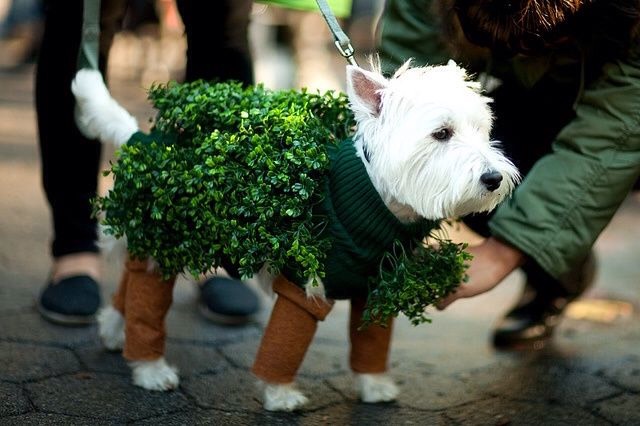35. Go Green! Chia 
$15.97