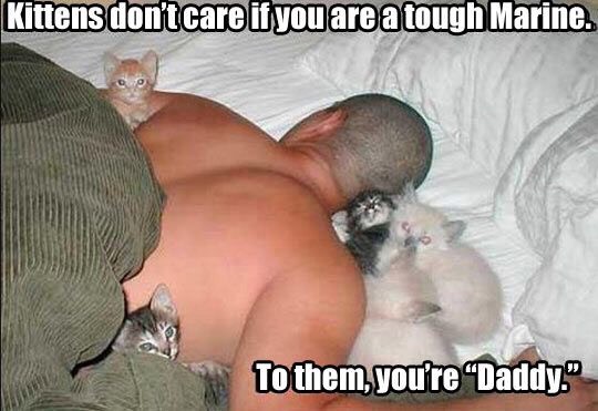 Funny Cat Pictures Part 2