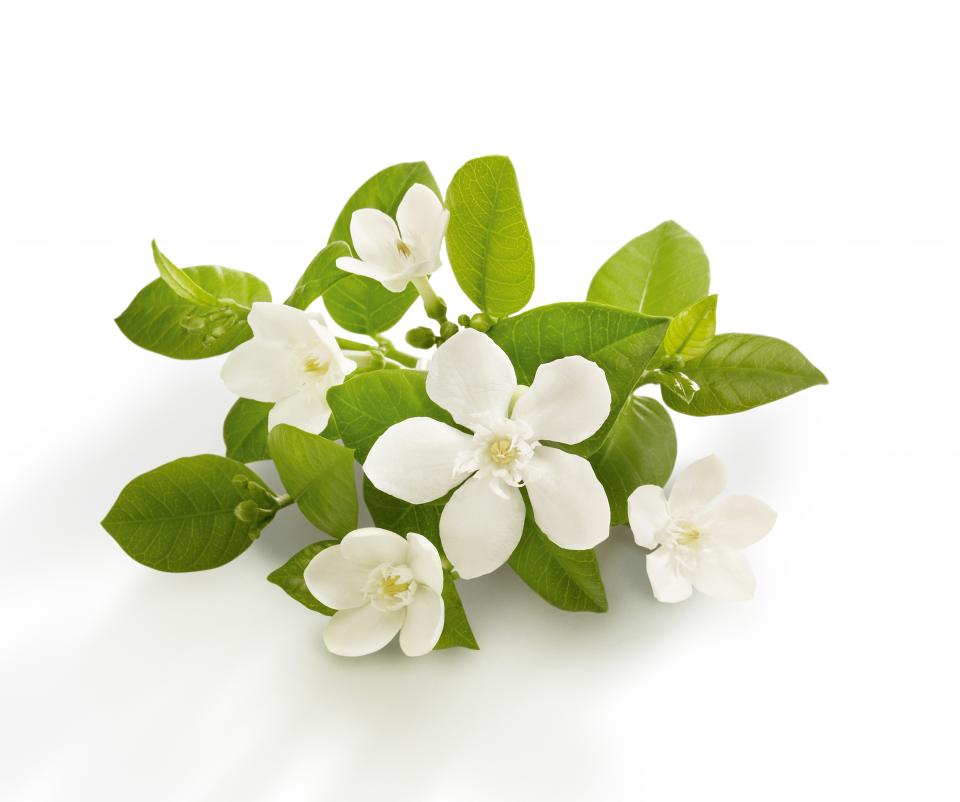 Neroli

Can treat devitalized, mature, aging and sensitive skin types