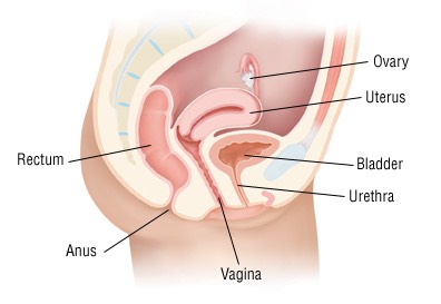 BLADDER INFECTIONS: Take two tablespoons of cinnamon powder and one teaspoon of honey in a glass of lukewarm water and drink it. It destroys the germs in the bladder.