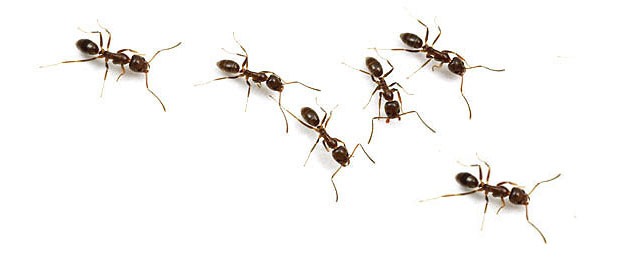 Repel ants!!!