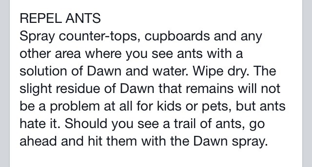 Dawn Dish Soap. Not Just For Washing Dishes Anymore!
