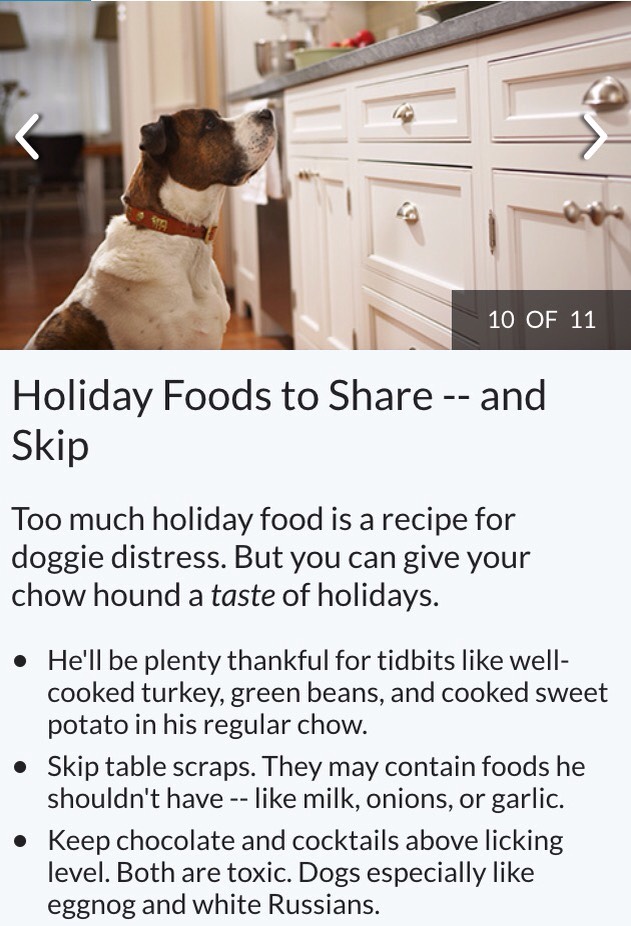 Dog Safe Foods 