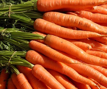 Carrots are hard to breakdown so cooked carrots provide more beta carotene than raw! Buying carrots with the tops left on assures they are reasonably fresh. Carrots that come in a bag can be months old.