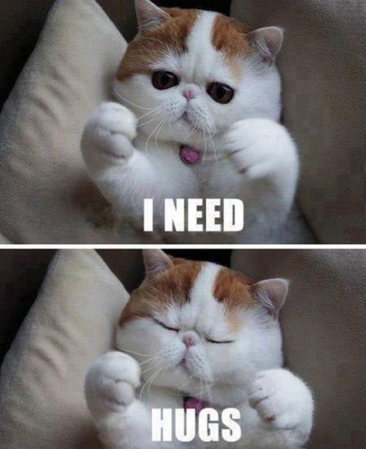 Funny Cat Pics.