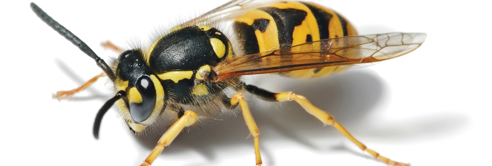 🐝• diy wasp trap: combine 1 cup vinegar, 1/4 cup sugar, and 1/4 cup salt in a jar -