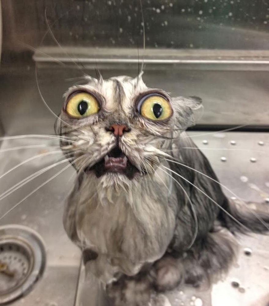 Funny Cat Pics.