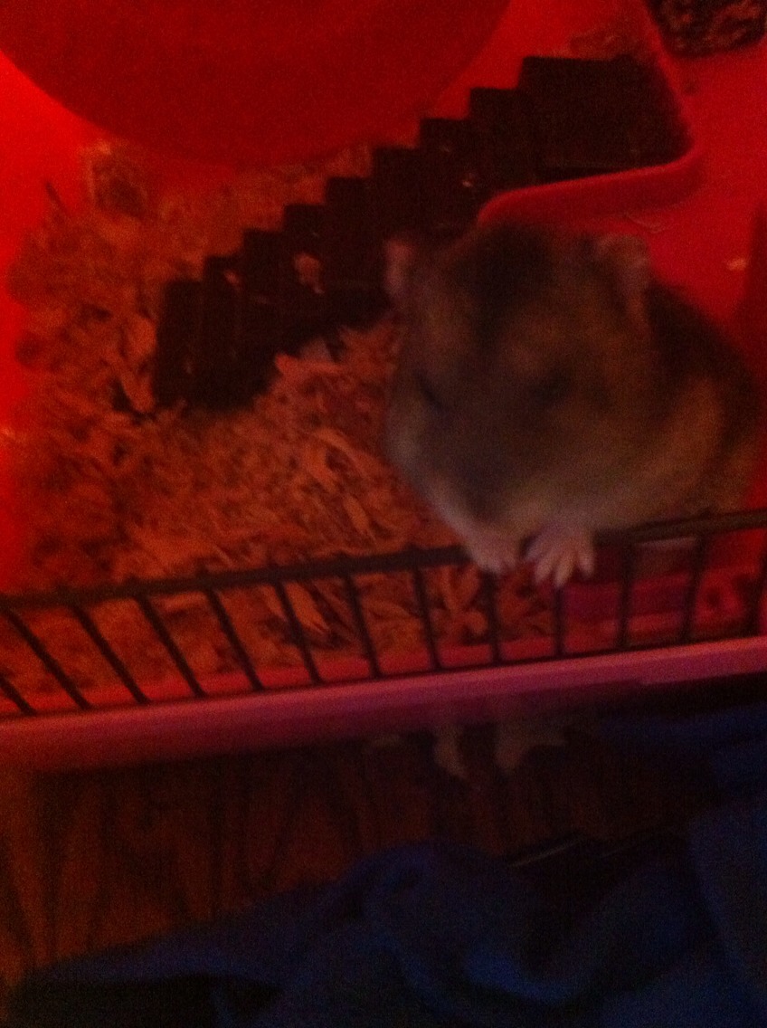 How To Care For Your Hamster!🐹🐹