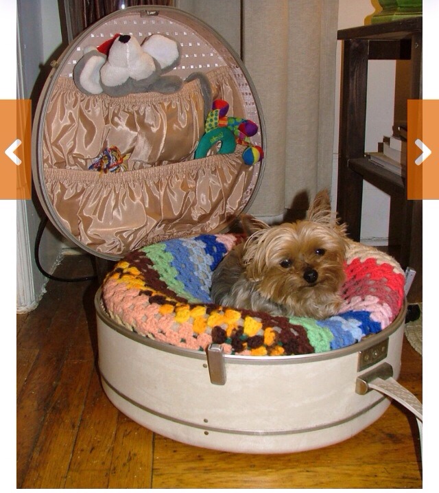 🌟 Creative Dog Bed Ideas You And Furry Friend Wld Love! 🌟