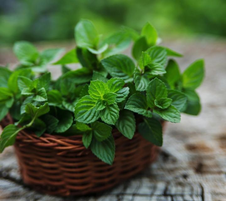 Mint:  A well known appetizer or palate cleanser, mint promotes digestion.  Soothing the stomach in cases of indigestion or inflammation, even the aroma of mint can activate the salivary glands in our mouth as well as glands which secrete digestive enzymes.