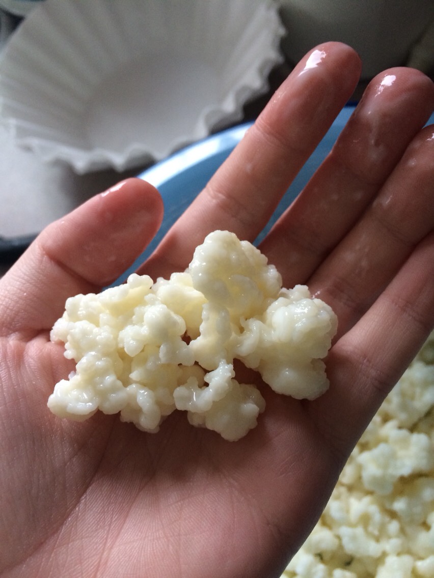 This is Kefir mushroom (Also known as the Tibeten Milk Mushroom) Do you know of anything that won't die? No, I do. In fact the only thing that doesn't die is this mushroom which is packed with probiotics to help aid many sicknesses, diseases, and boost your body. 