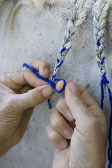 Horse Braids! 