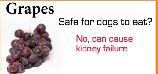 Safely Sharing Fruit With Your Dog