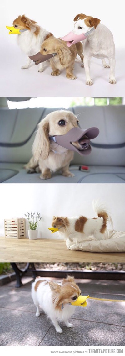 10. Duck Billed Protective Muzzle 
Not all muzzles are boring and inhumane. The Duck Billed Protective Muzzle adds a modern and cute touch to the traditional mouth guard.
$6.99 on eBay