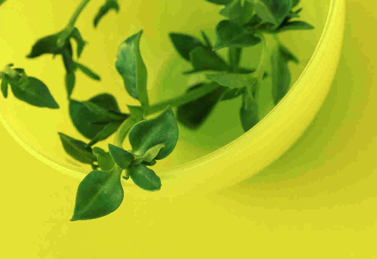 Massage your breast with herbal oils every night before bed. From outside in. It will relieve some stress make you feel good keep you breast in good shape and hydrated for a youthful look 