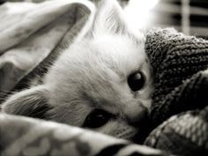Cats. And blankets.