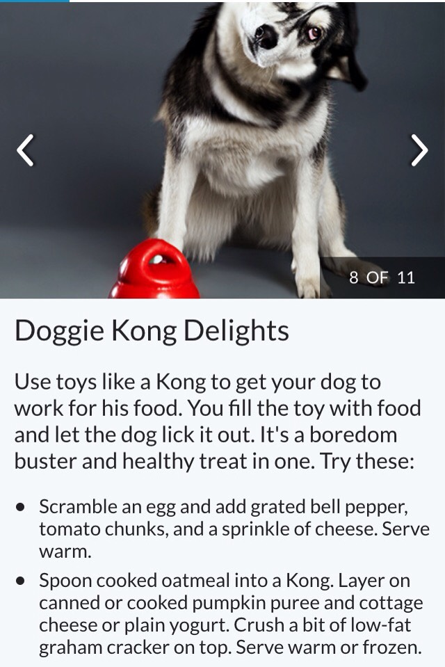 Dog Safe Foods 