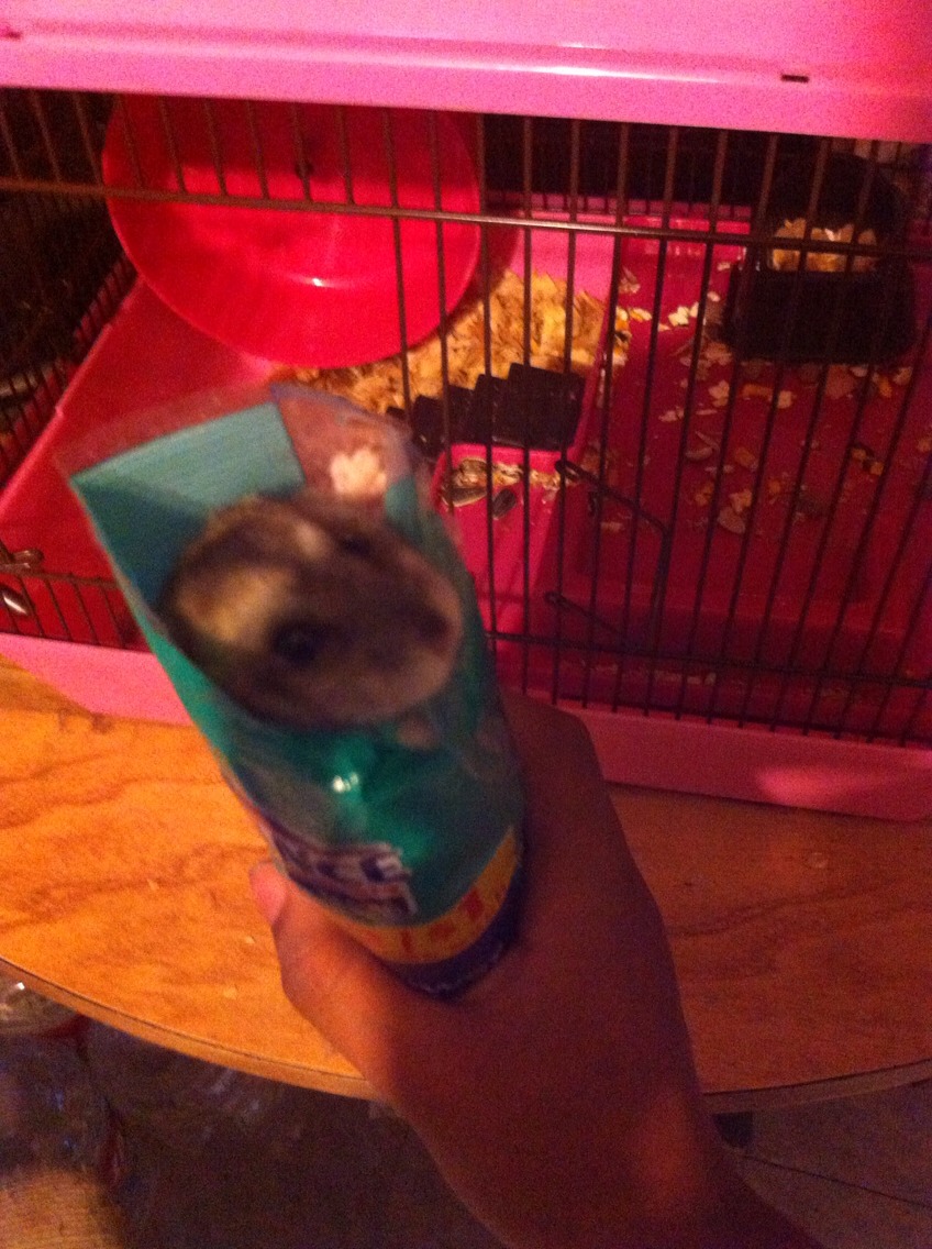 Try to treat your hamster with a snack at least once a day. As you can see my hamster really loves sunflower seeds! Lol you can buy sunflower seeds to the dollar store or you can buy her food with sunflower seeds already in it.