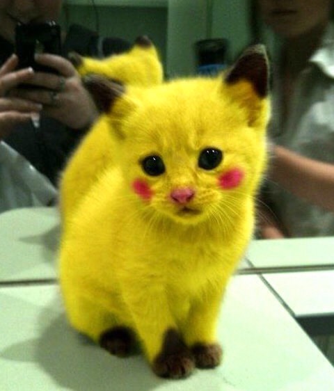 Funny Cat Pics.