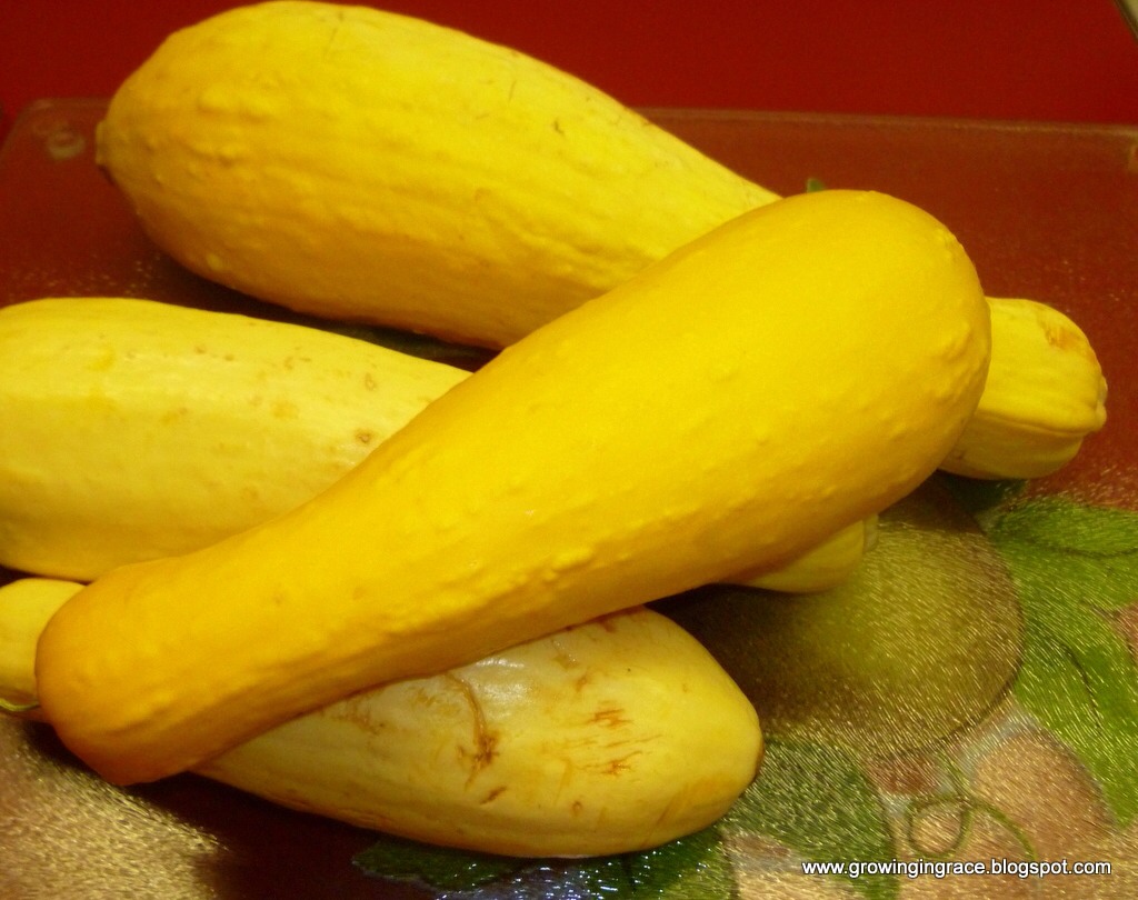 9. Yellow squash

Yellow squash has also been modified with the toxic proteins to make it insect resistant. This plant is very similar to zucchini, and both have also been modified to resist viruses.

