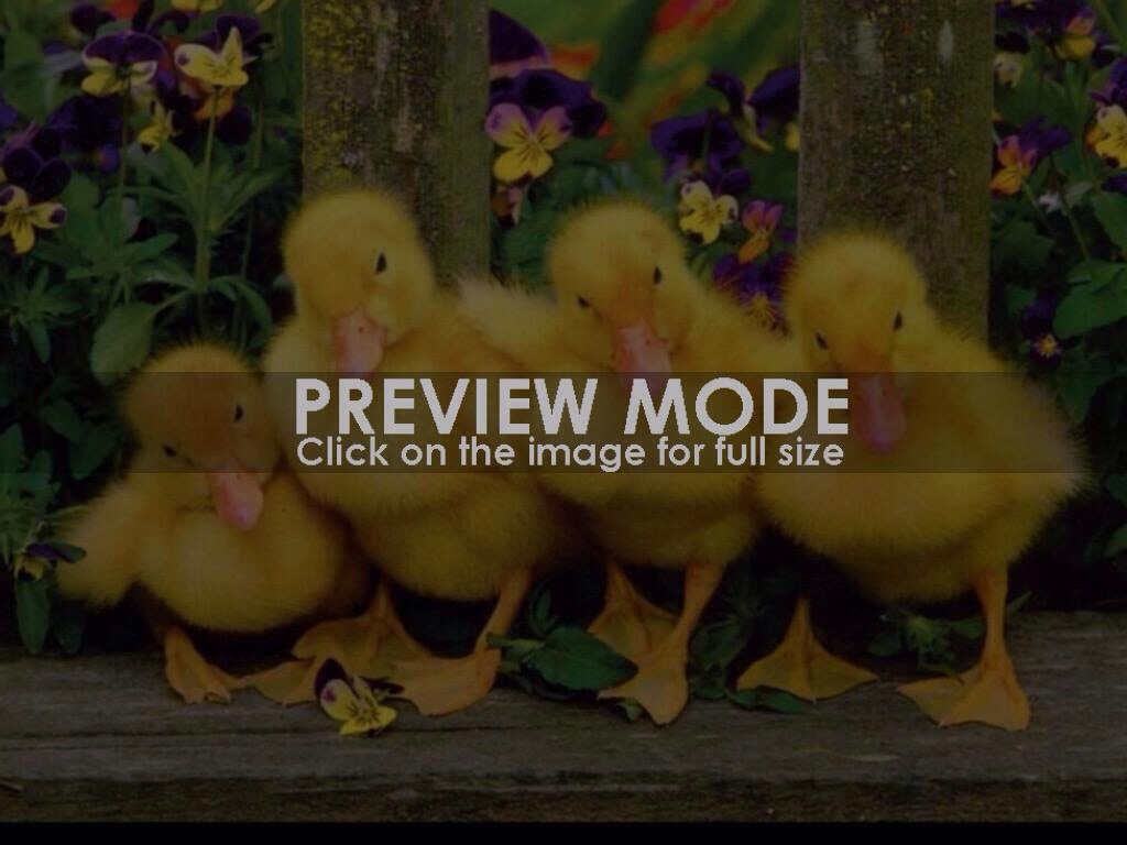 Grab a Baggie of cereal or stale bread and head to your local park to feed the ducks!!! 
