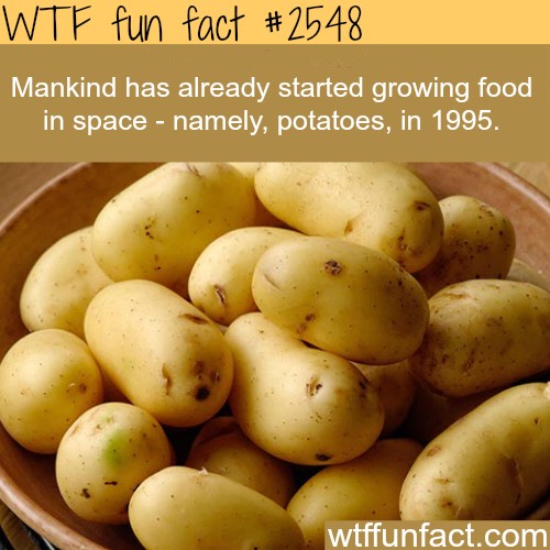 Fun Food Facts. 😊
