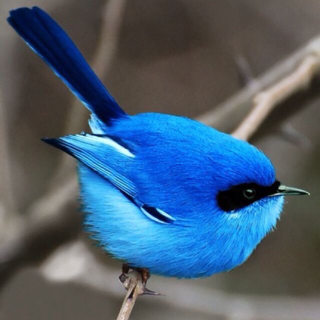 Blue💙