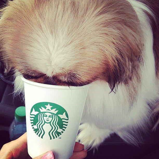 12. Fido's Freebie
Don't forget, your furry pal gets his own freebie, too. Order a puppy latte or puppycino, and your best friend will get a sample cup full of whipped cream.