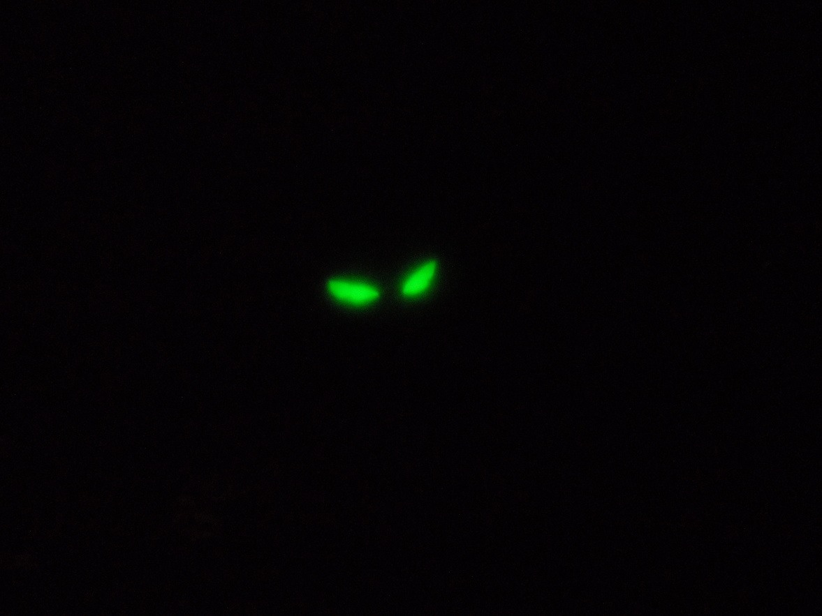 Very spooky!