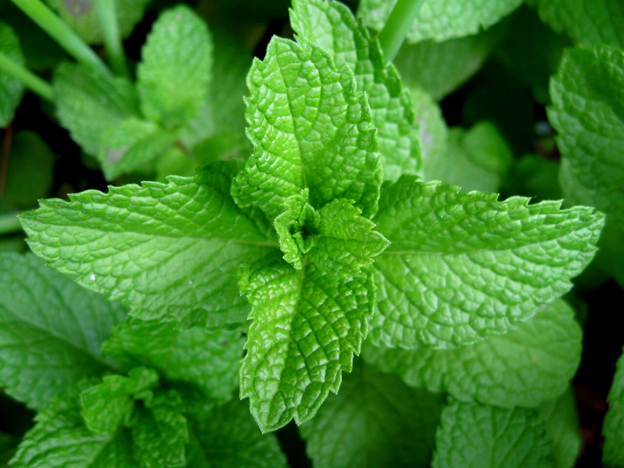 10. 'Crush fresh mint leaves into warm honey and apply it to your face,' says Sorina Groza, head of beauty at Beauty & Melody. 'Leave it on for 15 minutes and rinse with warm water.'