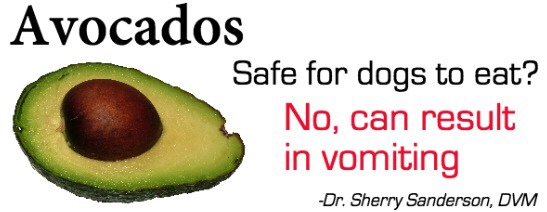 Safely Sharing Fruit With Your Dog