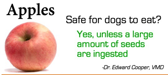 Safely Sharing Fruit With Your Dog