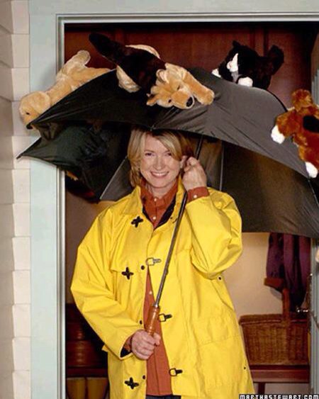 Raining Cats and Dogs