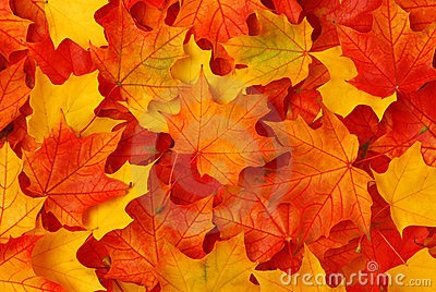 4.) jump in a pile of leaves.