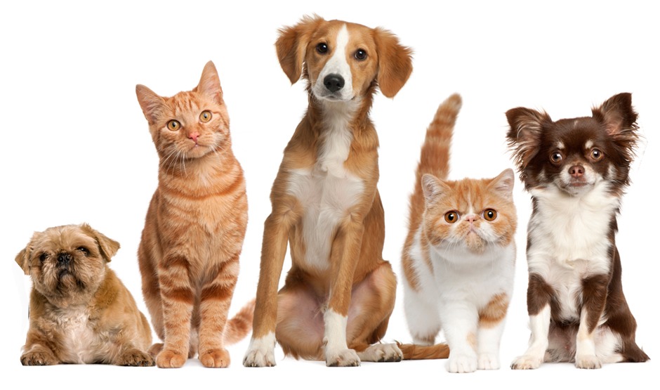 Sprinkle on your dog or cat in between(or during) washes, in order to keep them smelling fresh and clean.