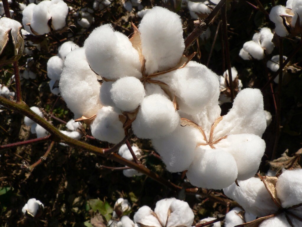 4. Cotton

Even cotton has been genetically modified to increase yield and resistance to disease. Most concern relates to the cotton oil which is a is a high-value cooking or frying oil and is sometimes used to make margarine. And is considered higher risk for personal health