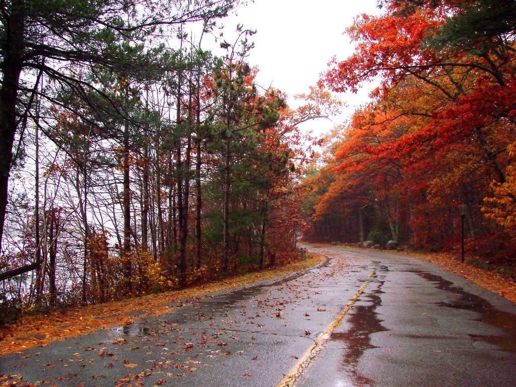 Rainy Autumn Days...