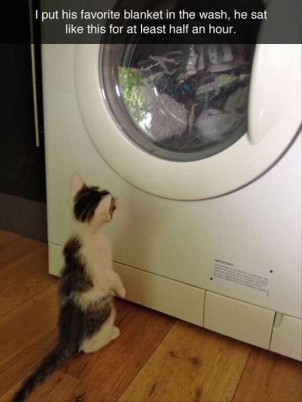 Funny Cat Pictures Part 2