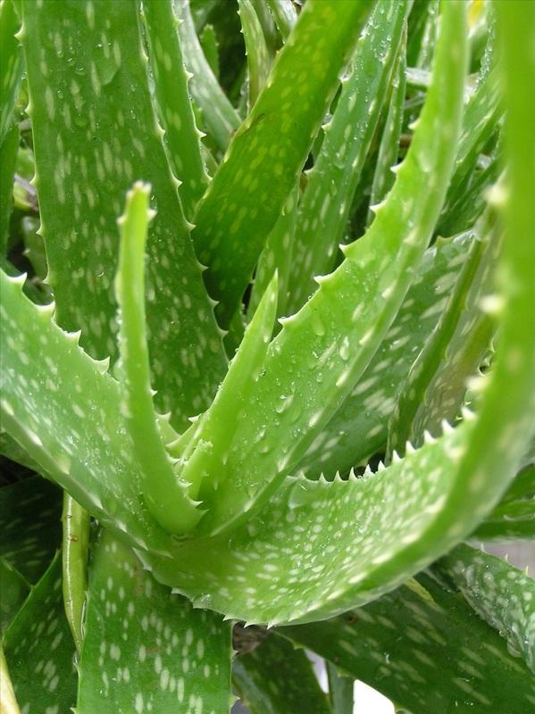 And lastly moisturize. I find it best to use straight aloe vera. But if you can't do that, use a moisturizer with aloe vera to lighten scars and/or use a moisturizer with retinol or caffeine to plump up your face and de-puff.