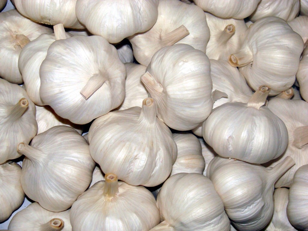 Keep away mosquitoes with garlic.
Scientists aren't sure why, but mosquitoes don't seem to like garlic. One study in India found that people who rubbed a garlicky concoction on their arms and legs weren't bothered by the pesky buggers. Make a solution of garlic oil, petroleum jelly, and beeswax 